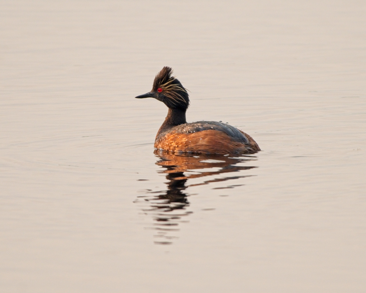 Eared Grebe