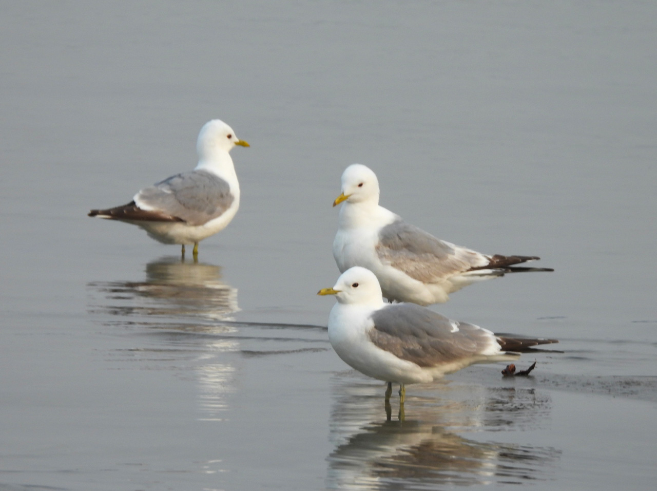 Short-billed Gulls