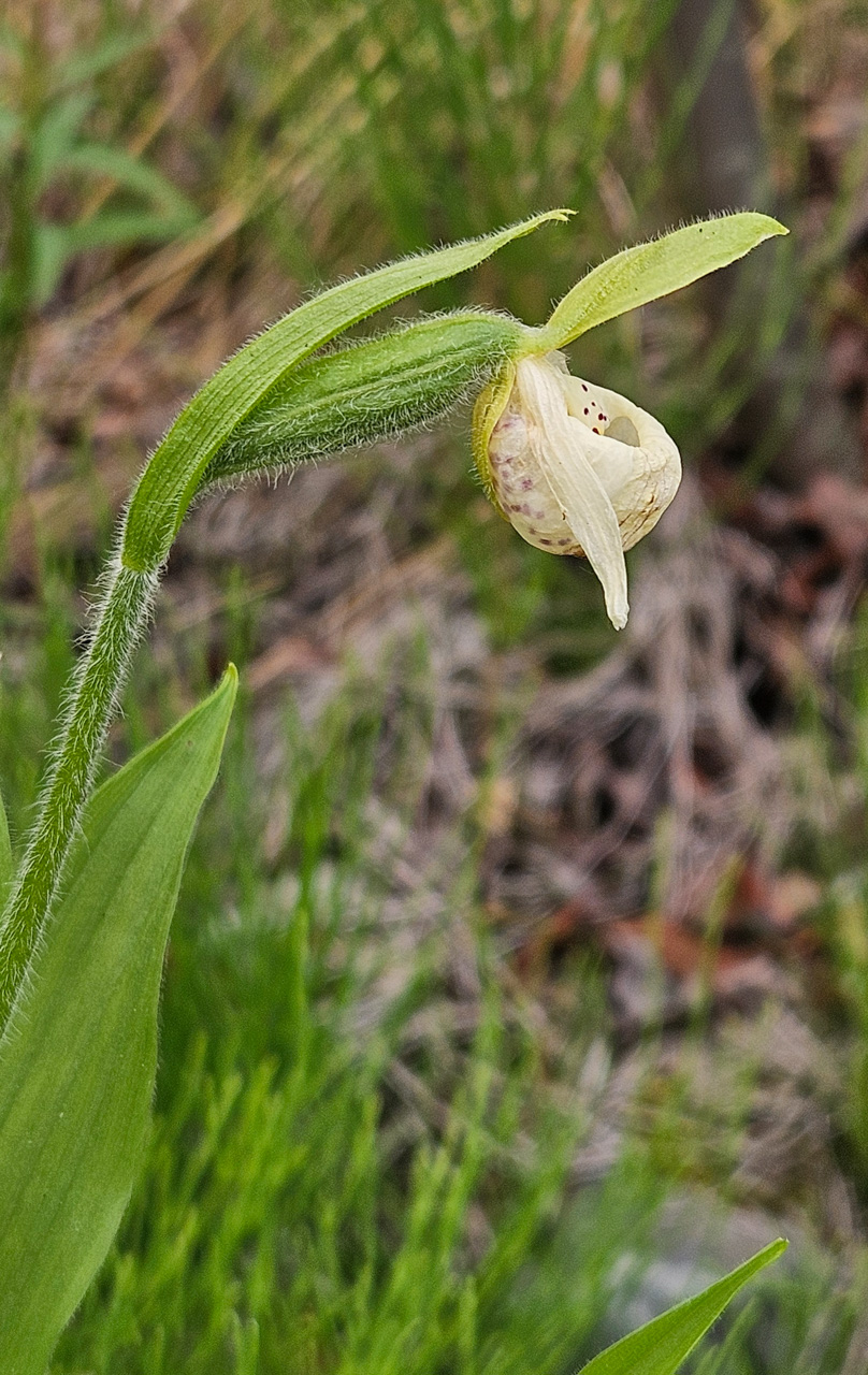 Sparrows-egg Ladys-Slipper