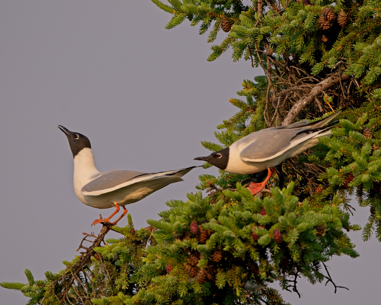 Bonaparte's Gull