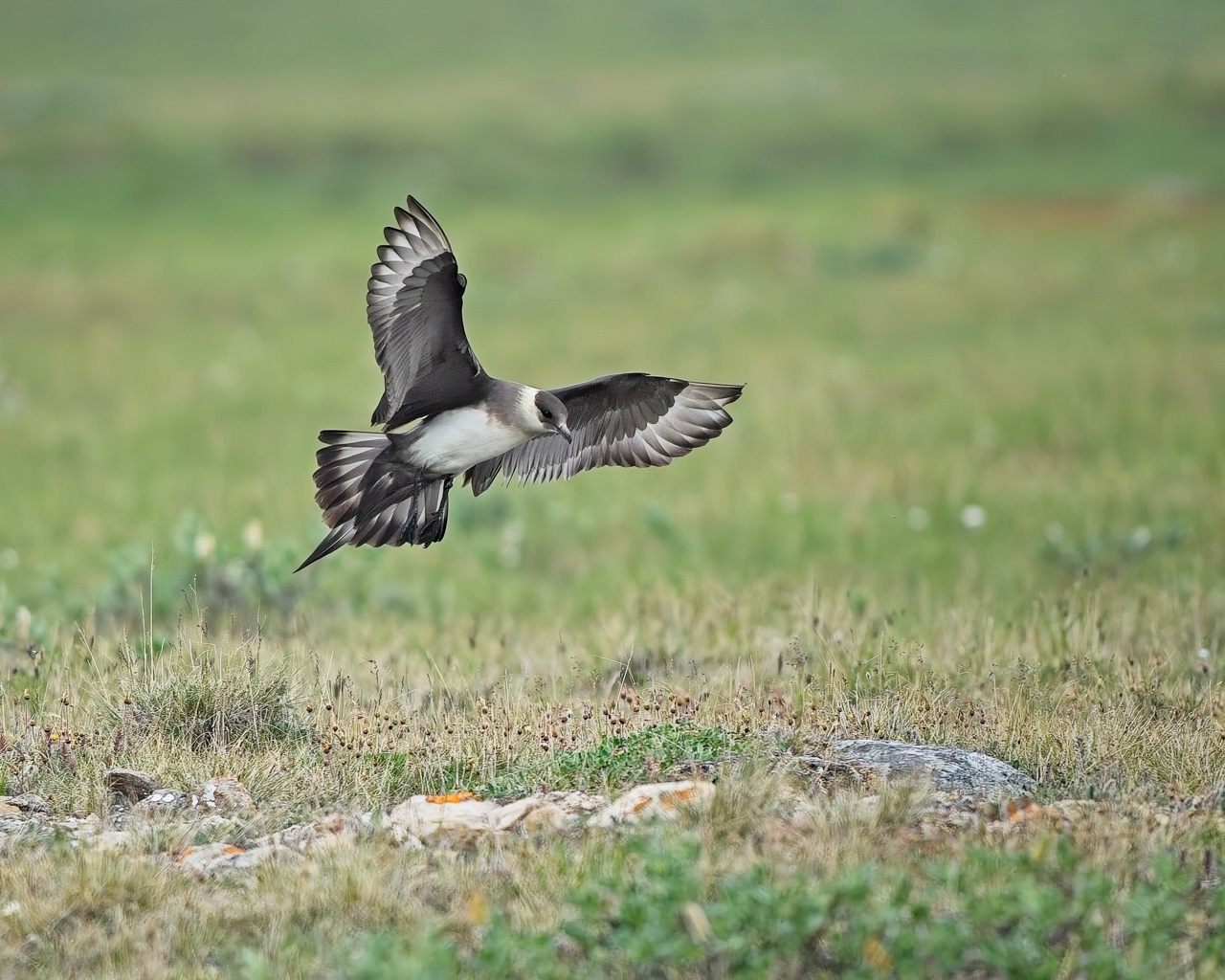 Parasitic Jaeger