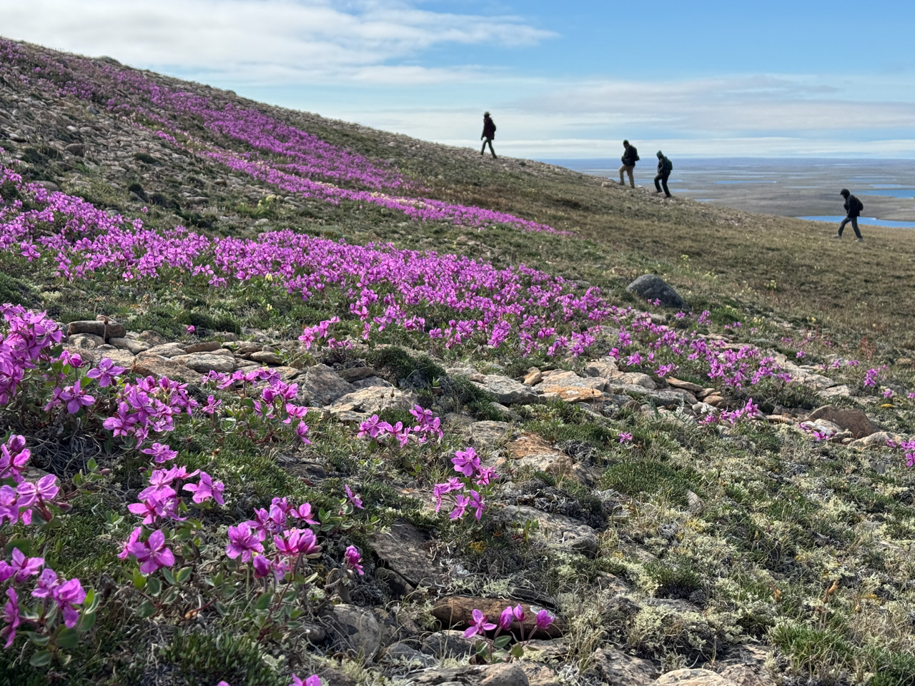 Hike through purple blooms