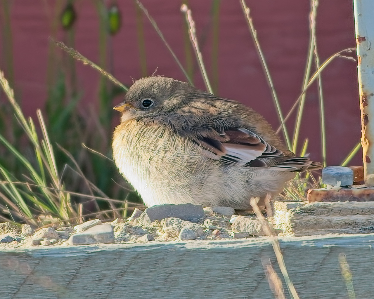 Snow Bunting fledgling