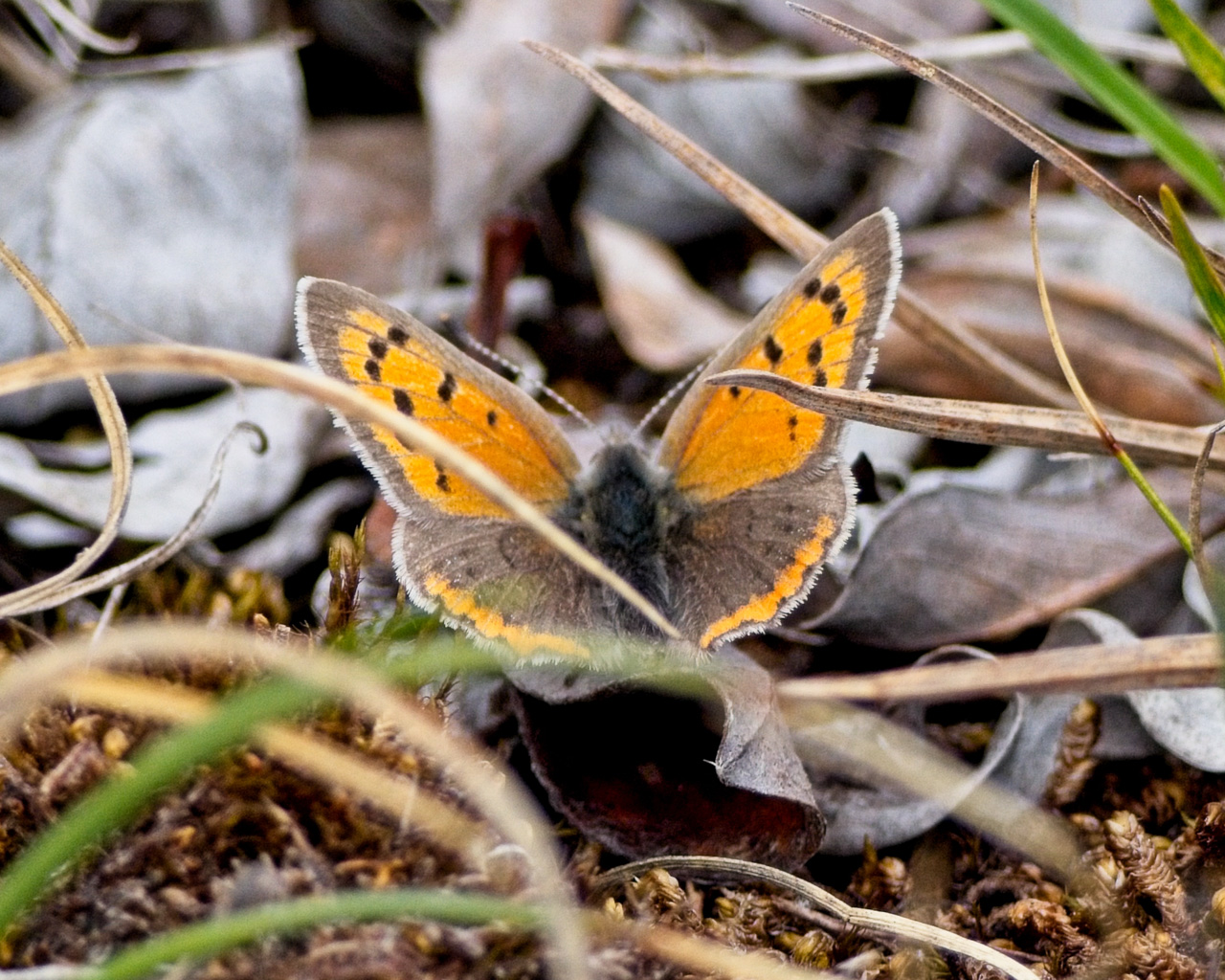 American Copper