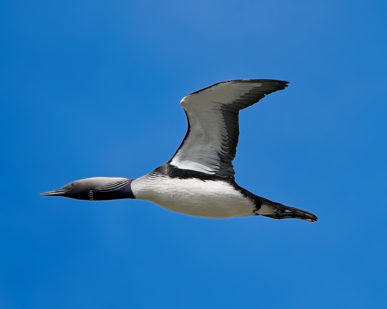 Pacific Loon