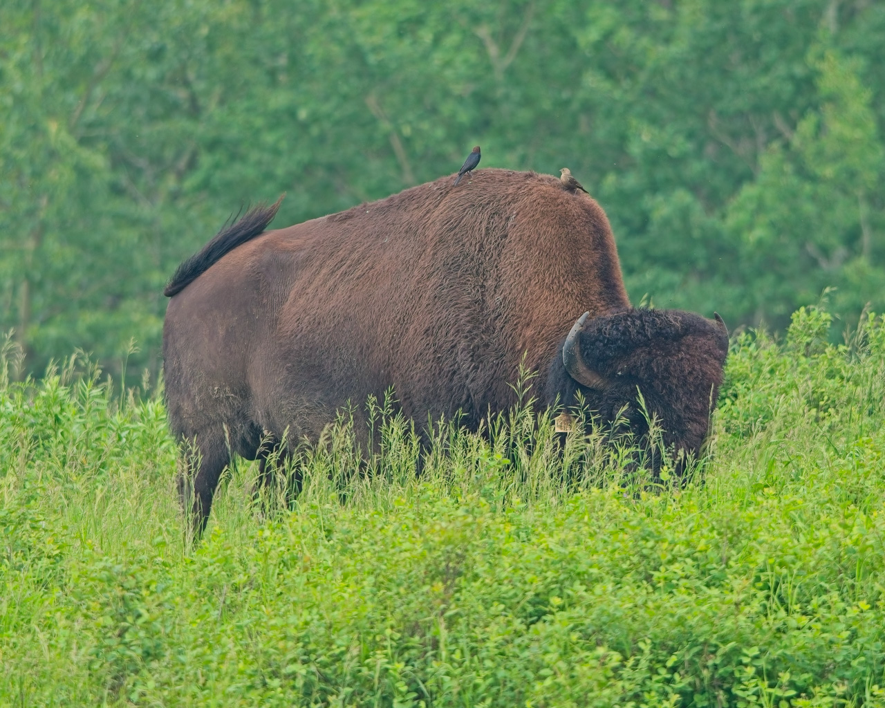 Plains Bison