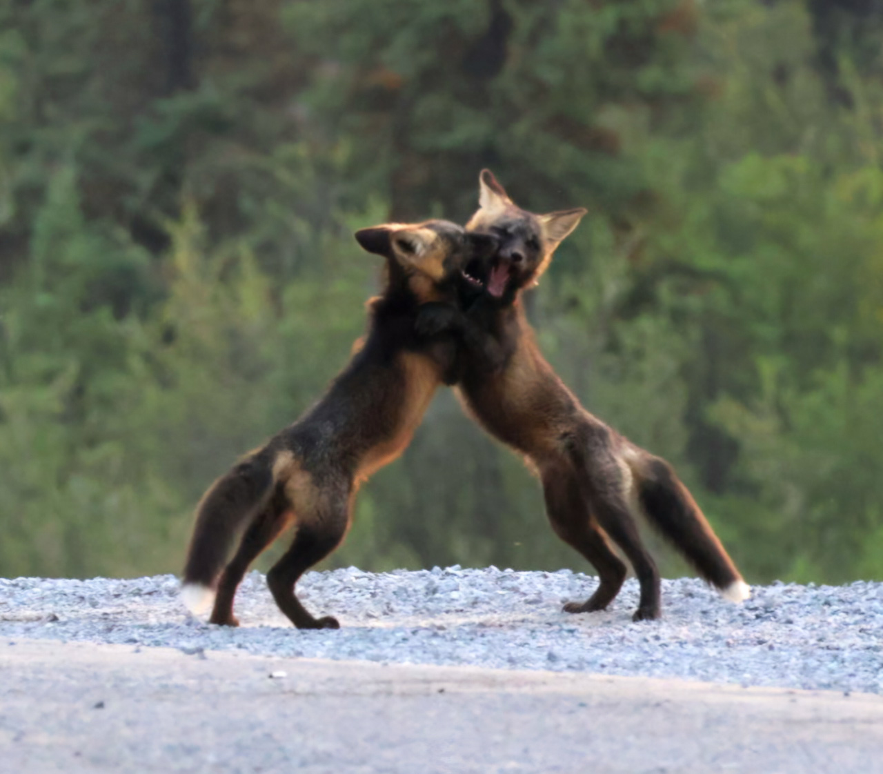 Cross Fox Kits
