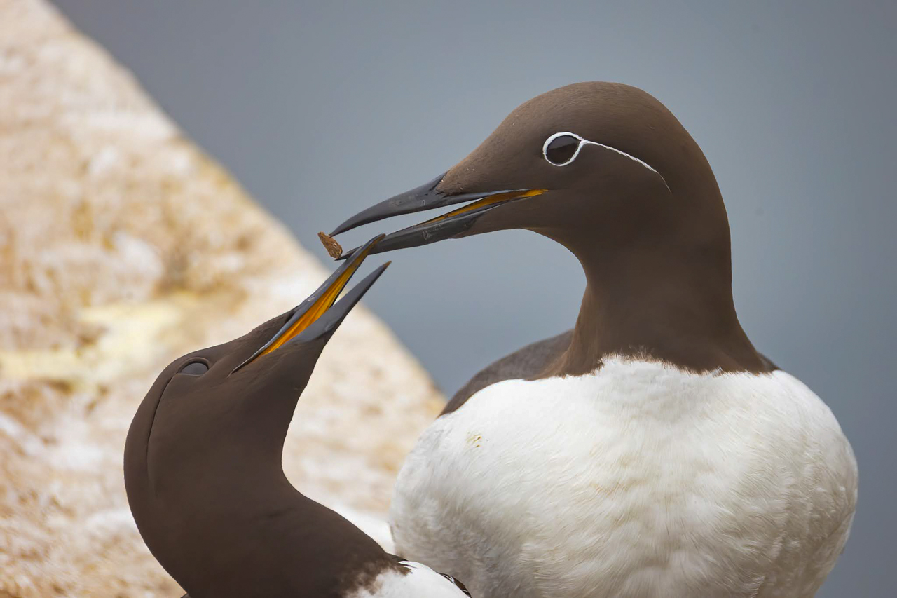 Common Murre