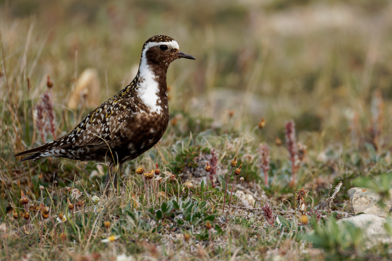 American Golden-Plover