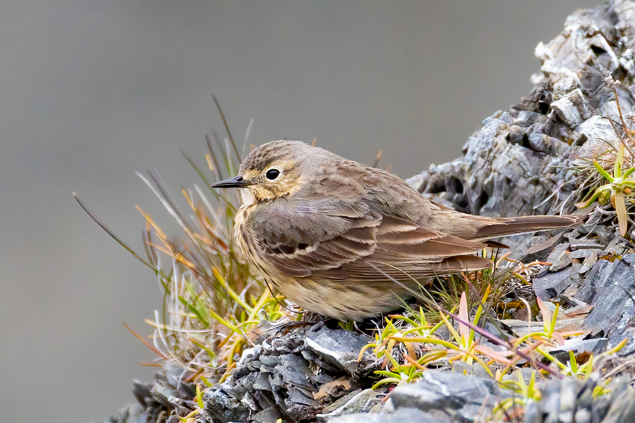 American Pipit