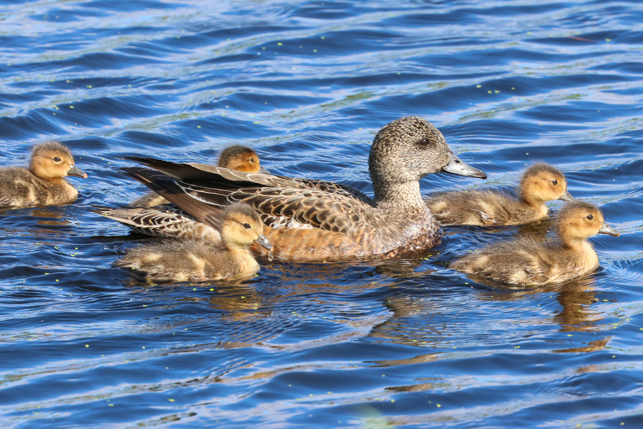 American Wigeon family