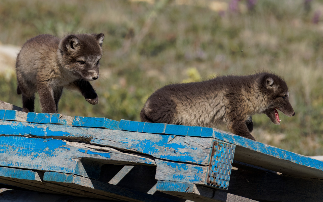 Arctic Fox pups