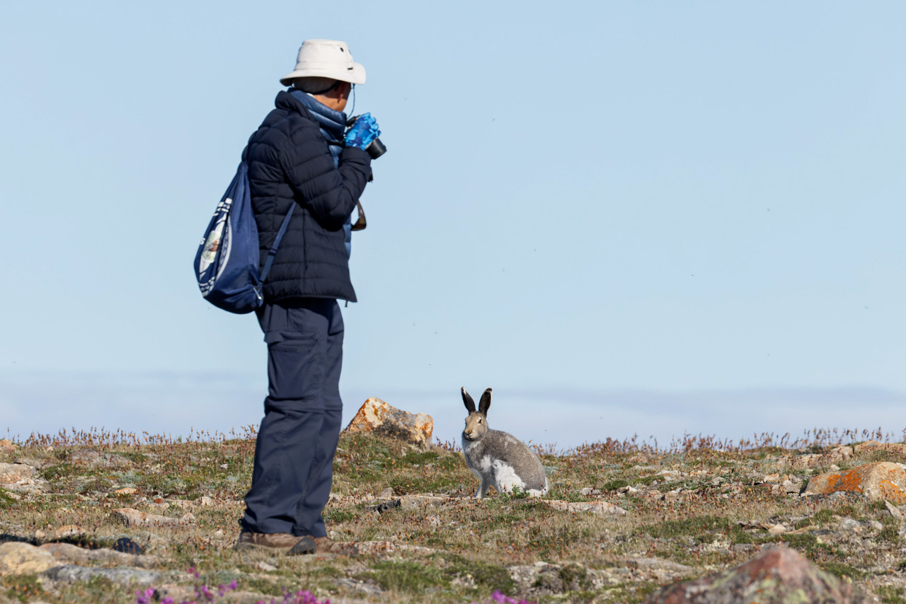 Arctic Hare