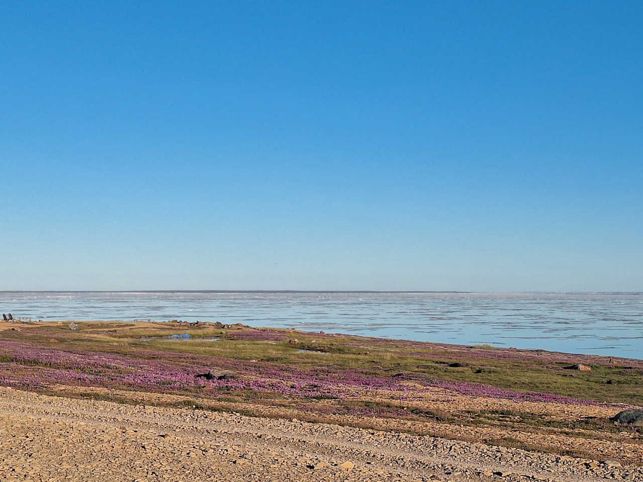 Arctic Ocean and wildflowers, Cambridge Bay 