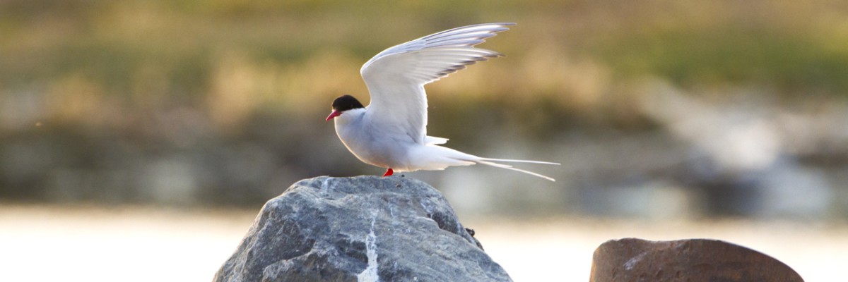 High Arctic & Northwest Territories Trip Report (July 3 - 13, 2026)