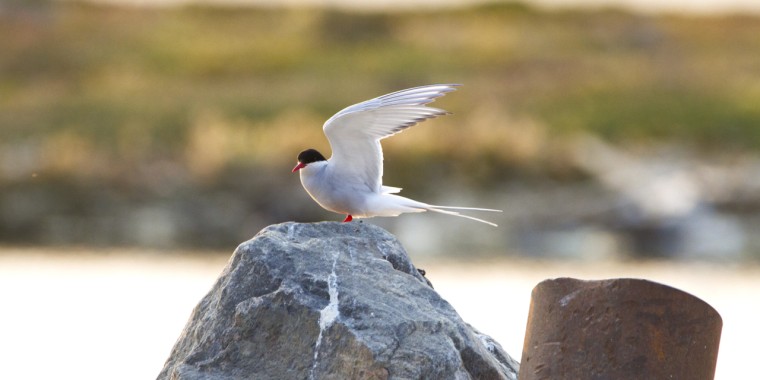 High Arctic & Northwest Territories Trip Report (July 3 - 13, 2026)