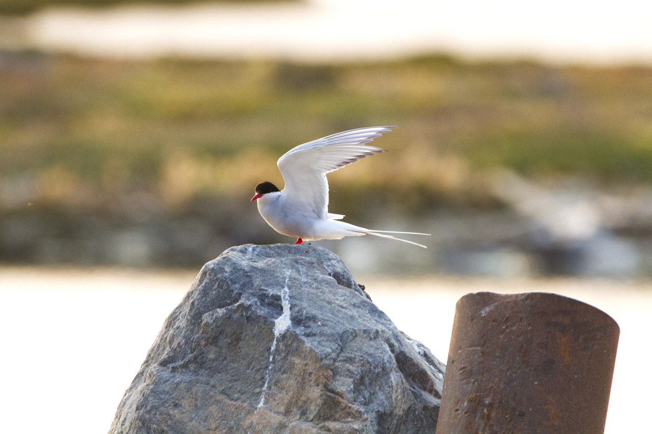 Arctic Tern