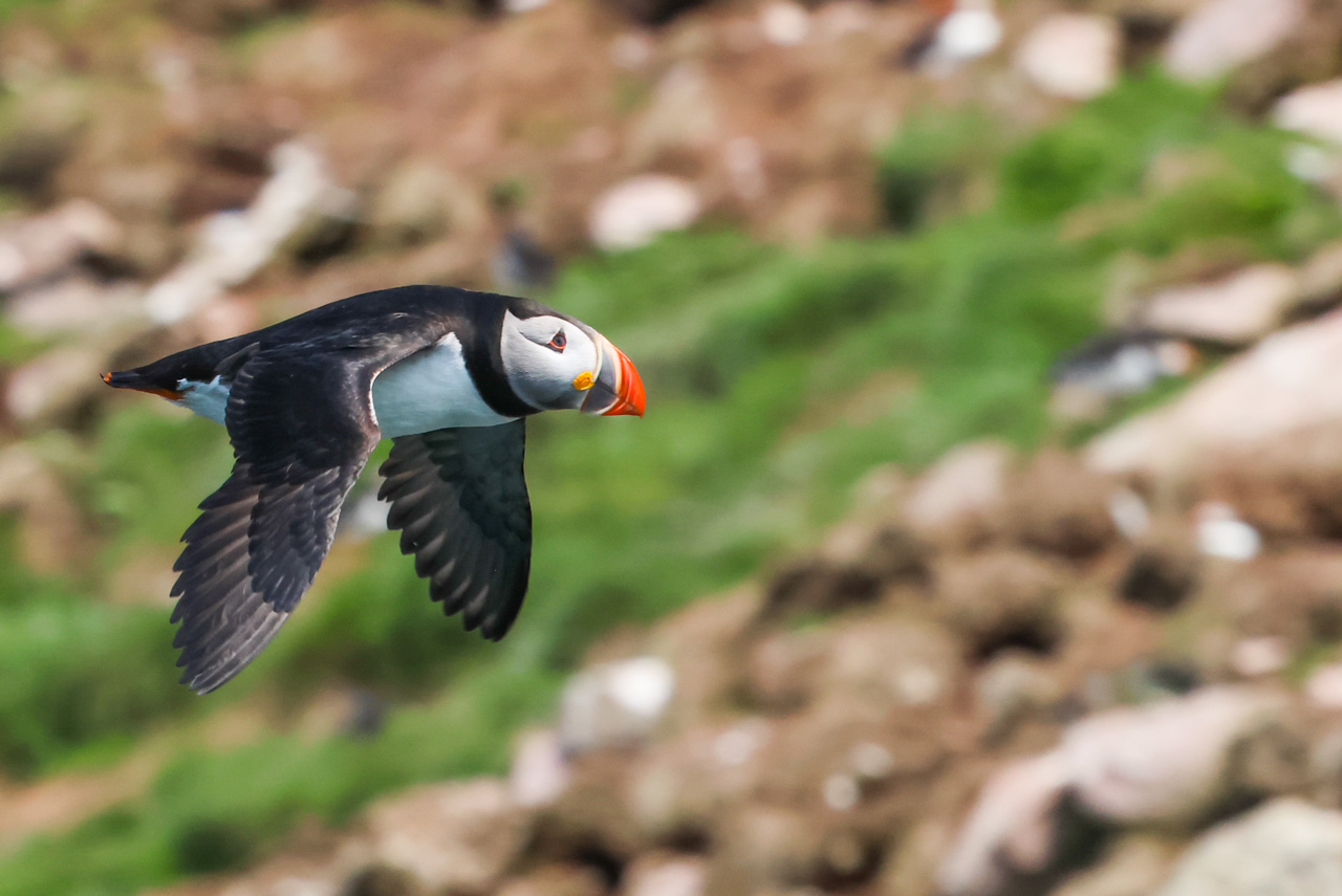 Atlantic Puffin