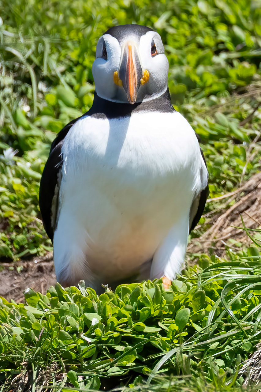 Atlantic Puffin