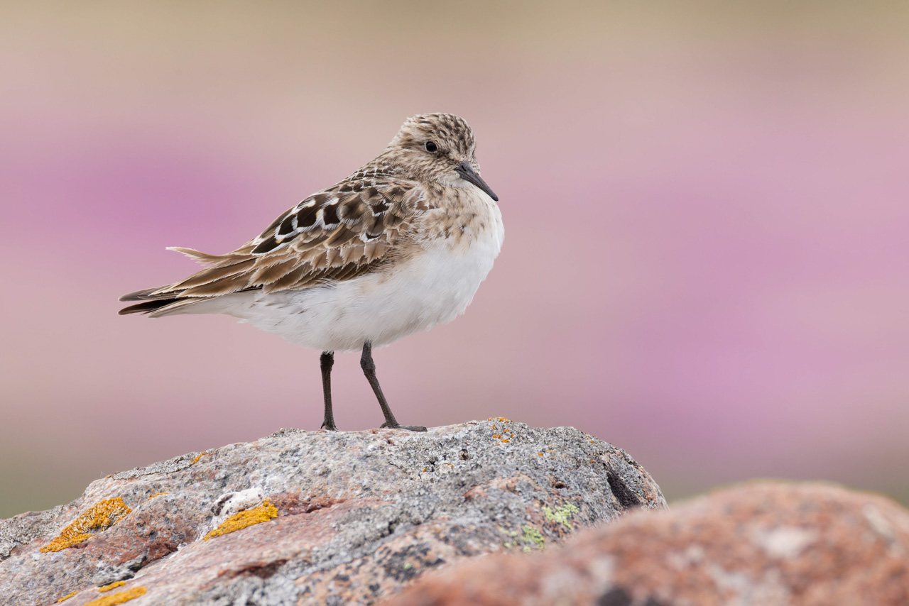 Baird's Sandpiper