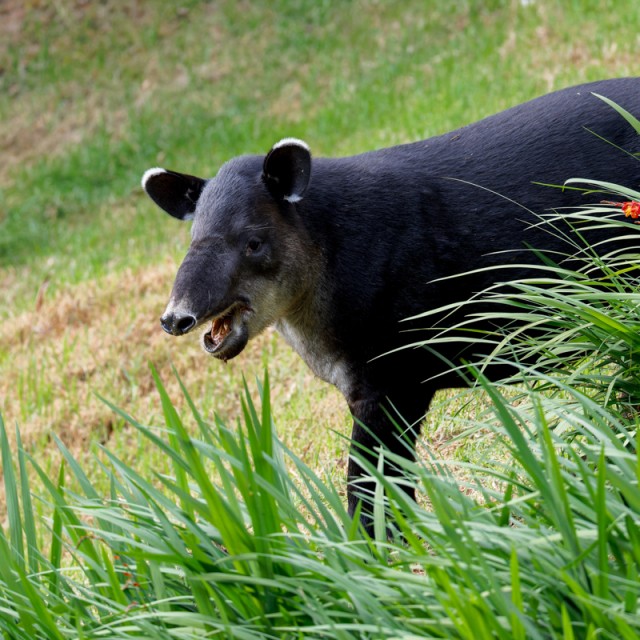 Baird's Tapir