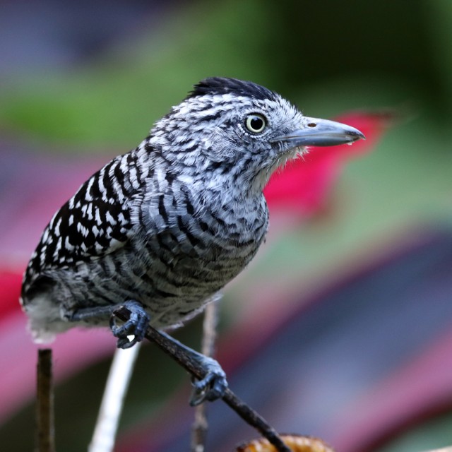 Barred Antshrike