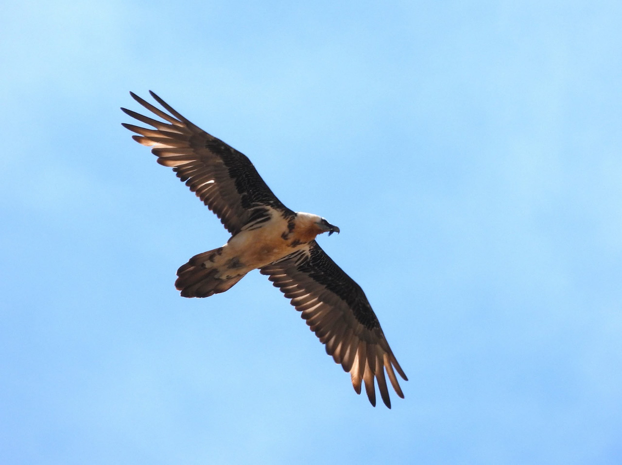 Bearded Vulture