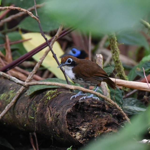 Bicolored Antbird