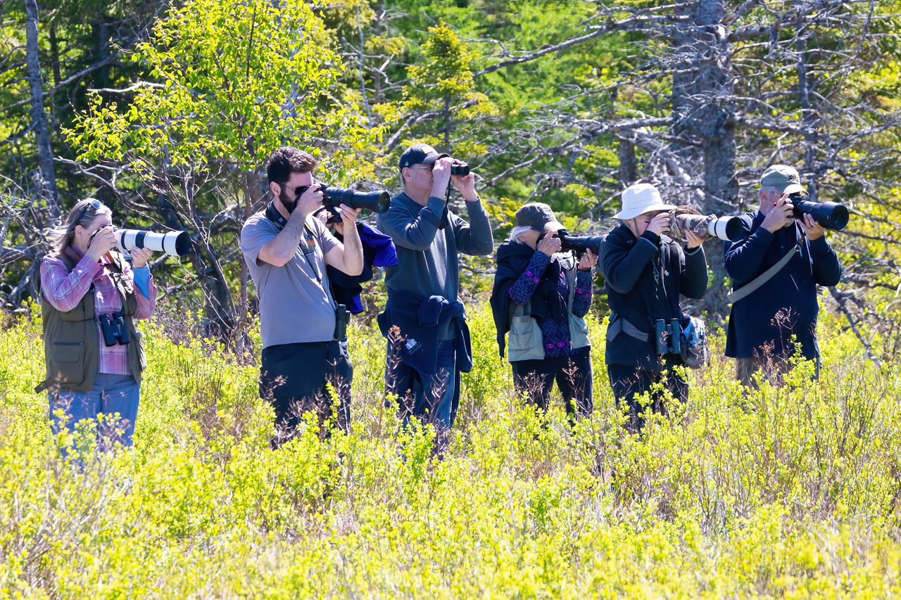 Bidgood Birding