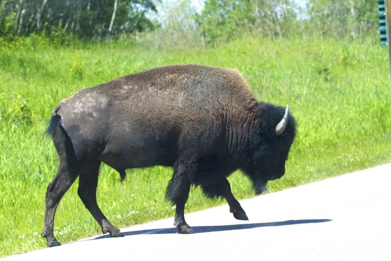 Bison