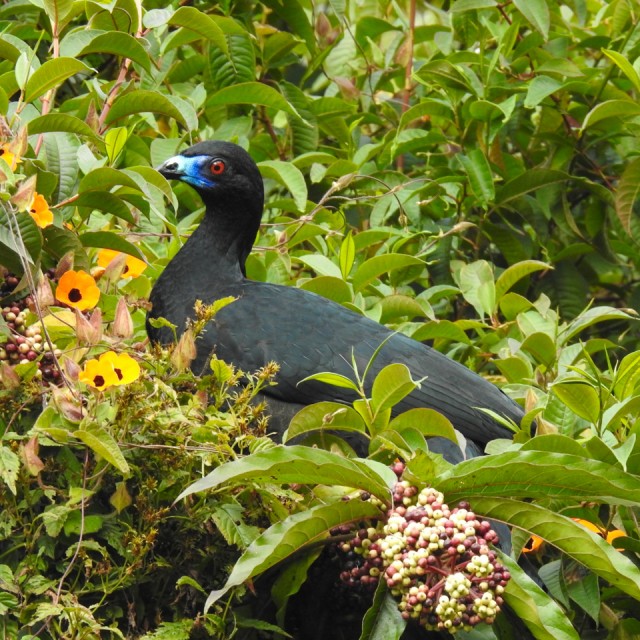 Black Guan