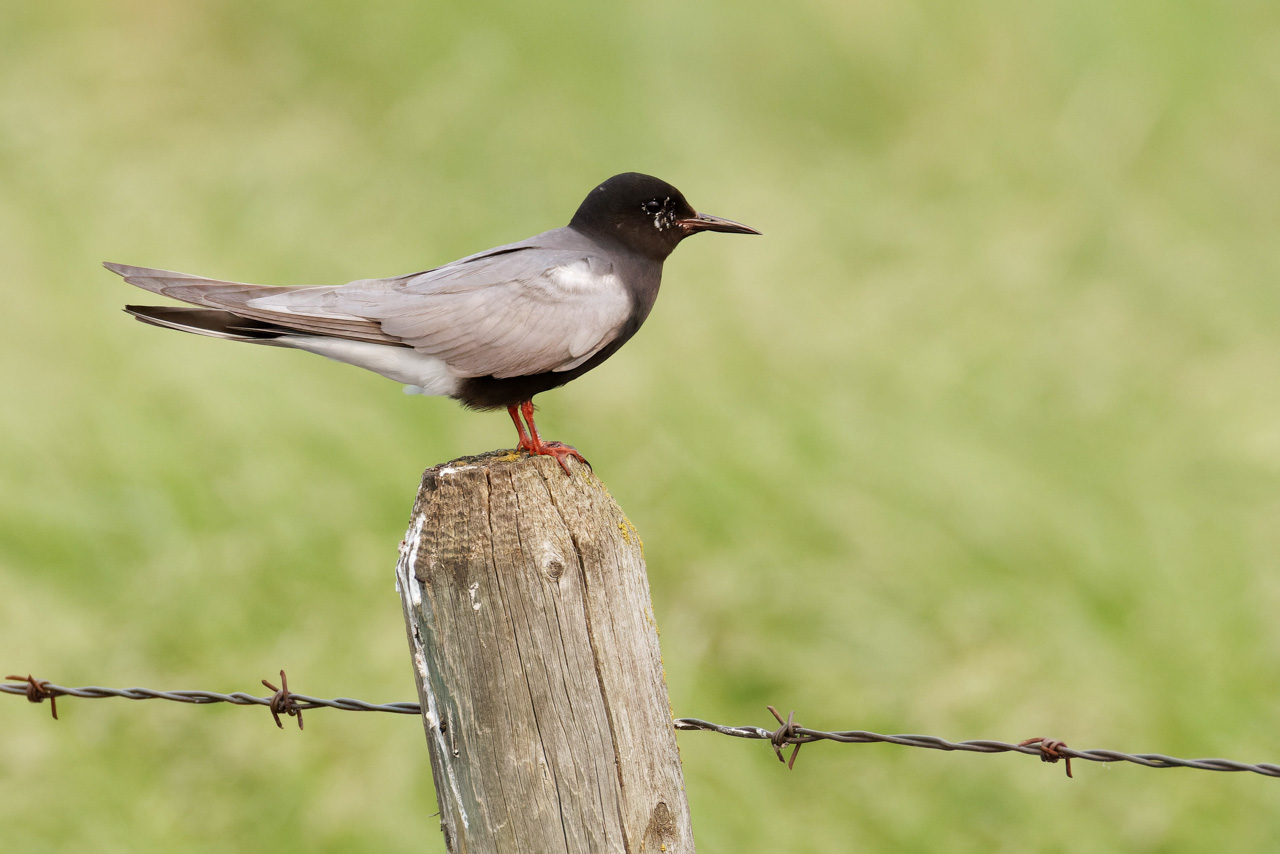 Black Tern