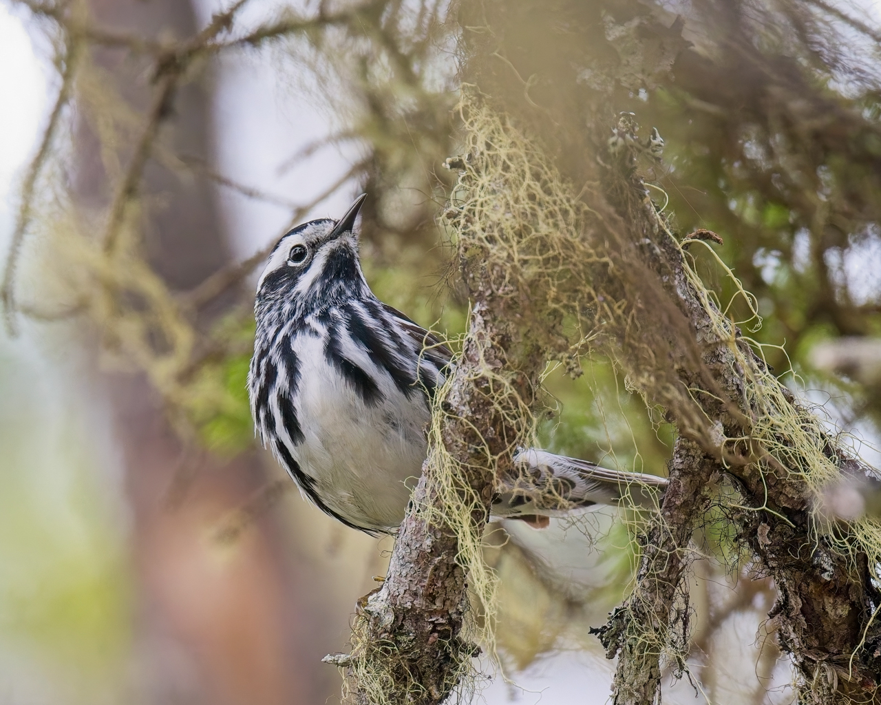 Black-and-White Warbler