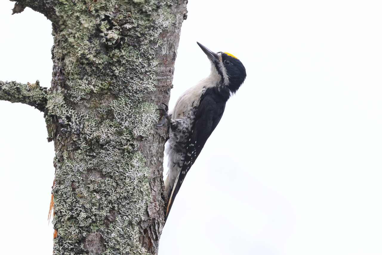 Black-backed Woodpecker