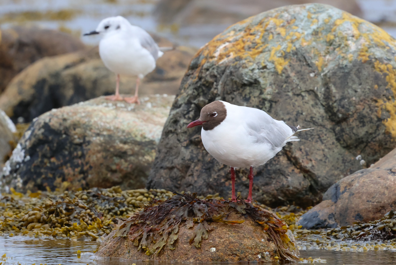 Bonaparte's & Black-headed Gull