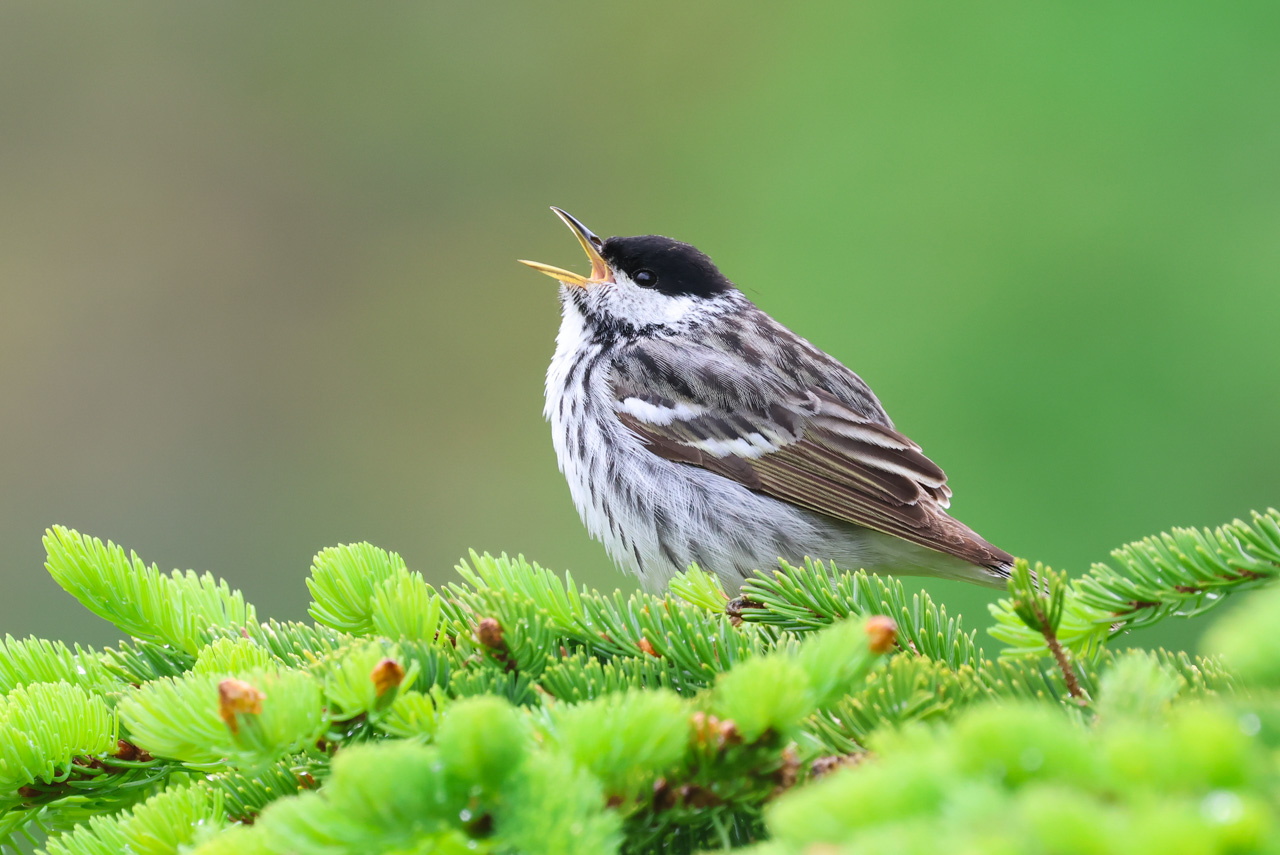 Blackpoll Warbler