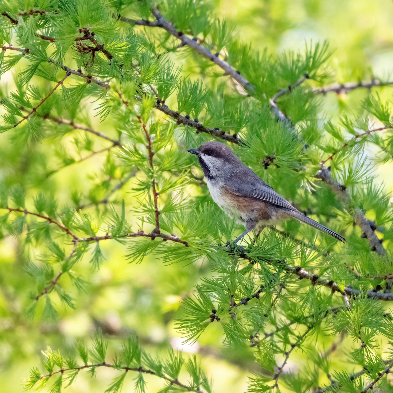Boreal Chickadee