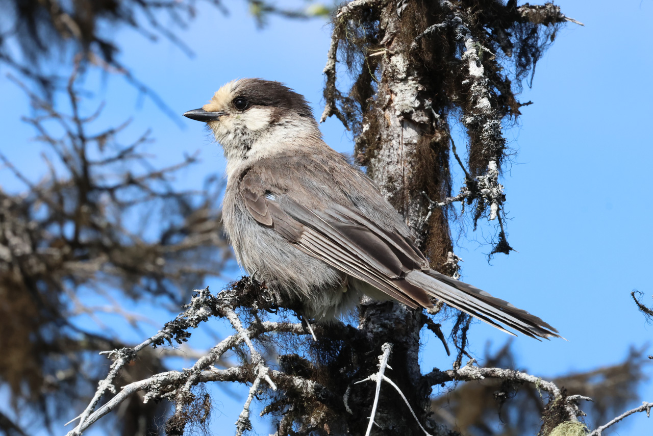 Canada Jay