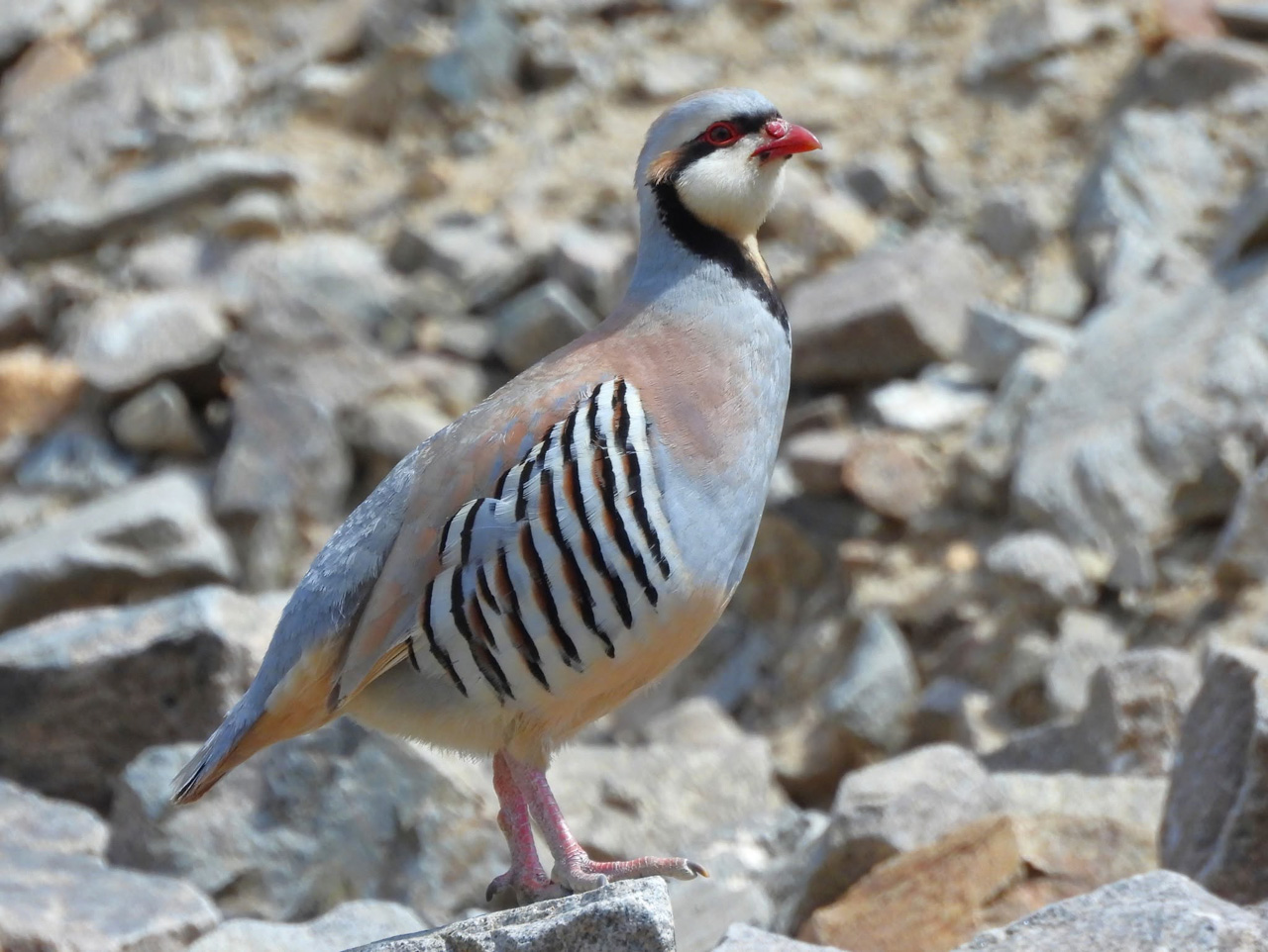 Chukar