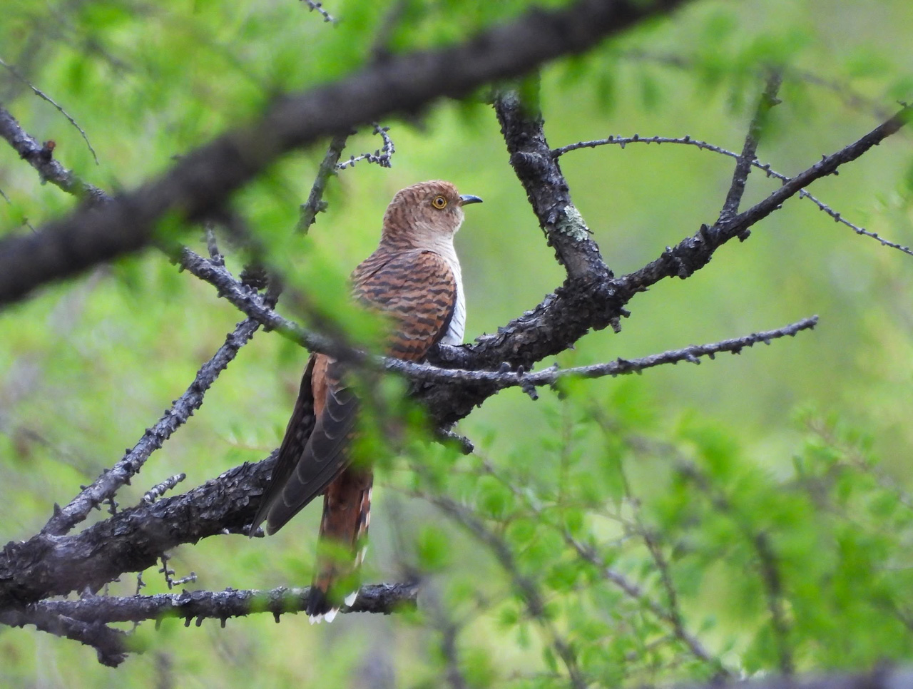 Common Cuckoo