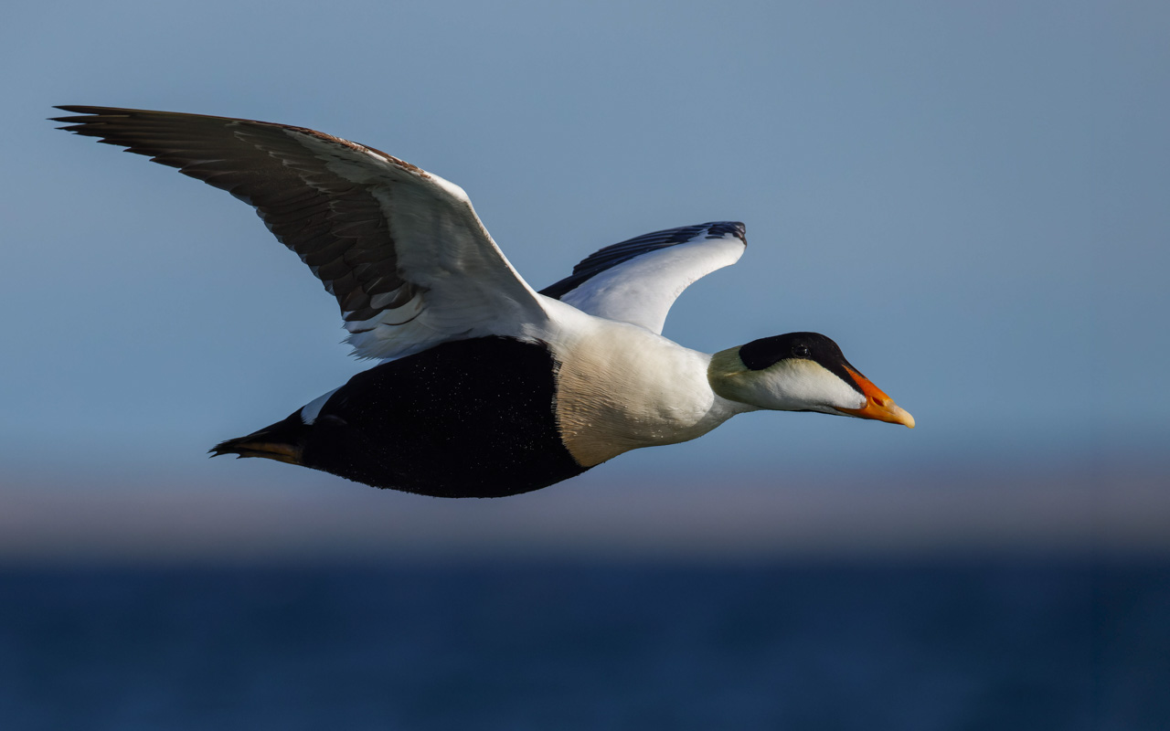Common Eider