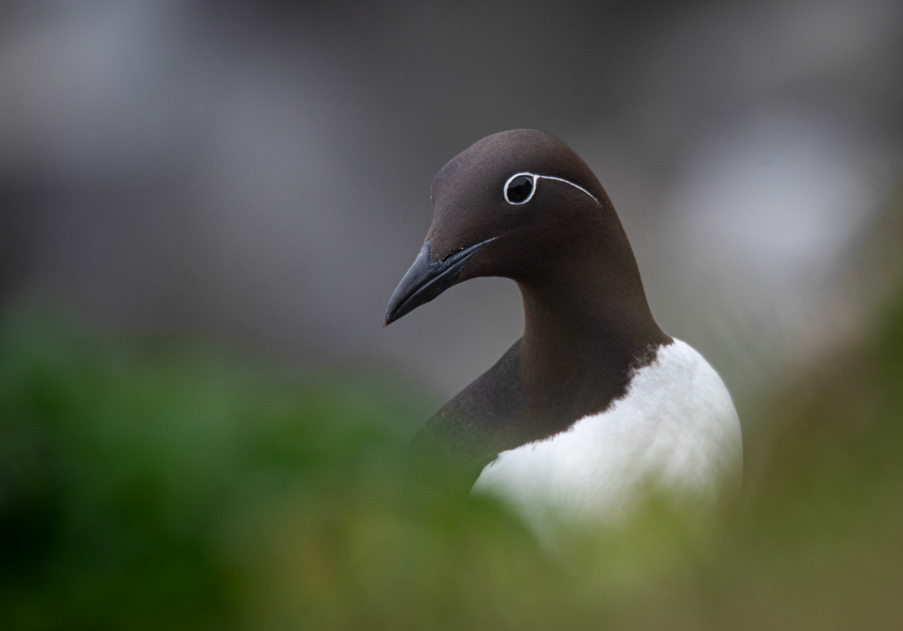 Common Murre