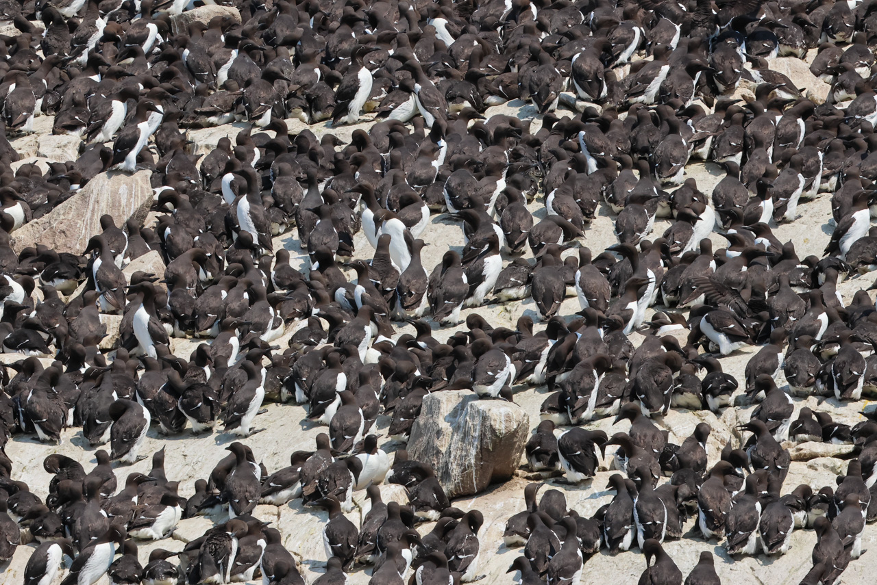 Common Murres