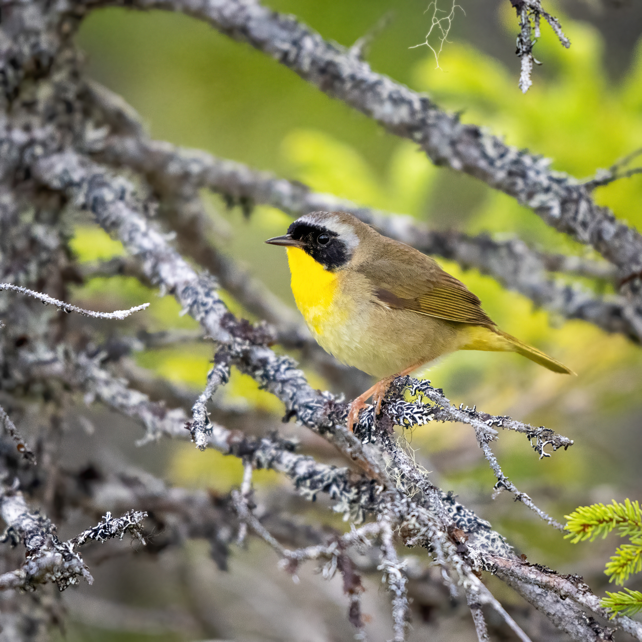 Common Yellowthroat