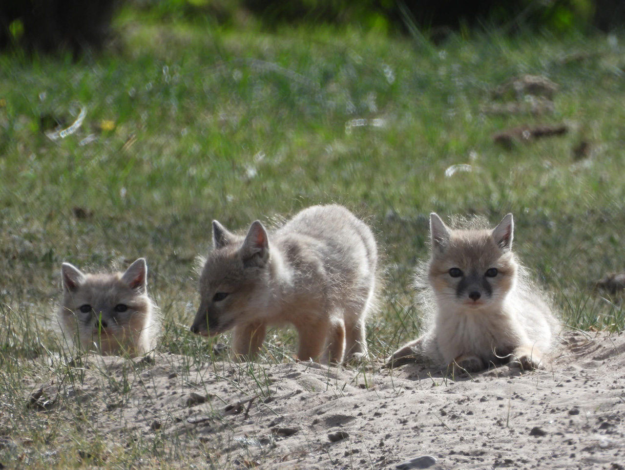 Corsac Fox