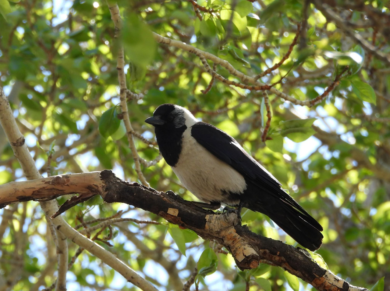 Daurian Jackdaw