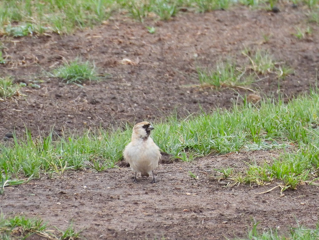 David's Snowfinch