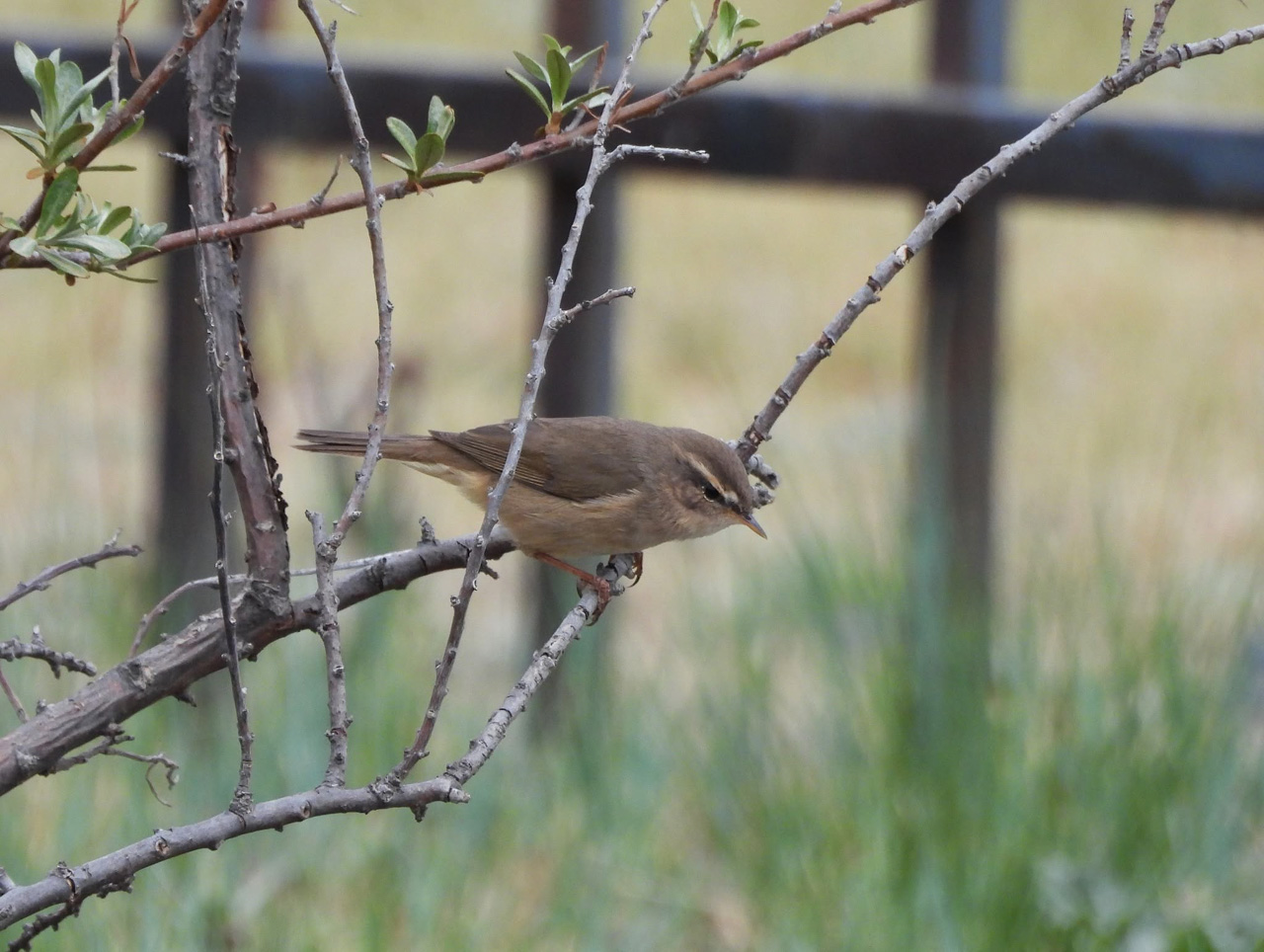 Dusky Warbler