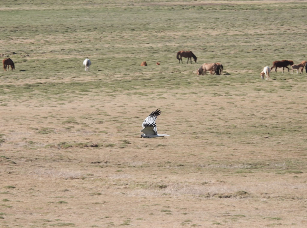 Eastern Marsh Harrier