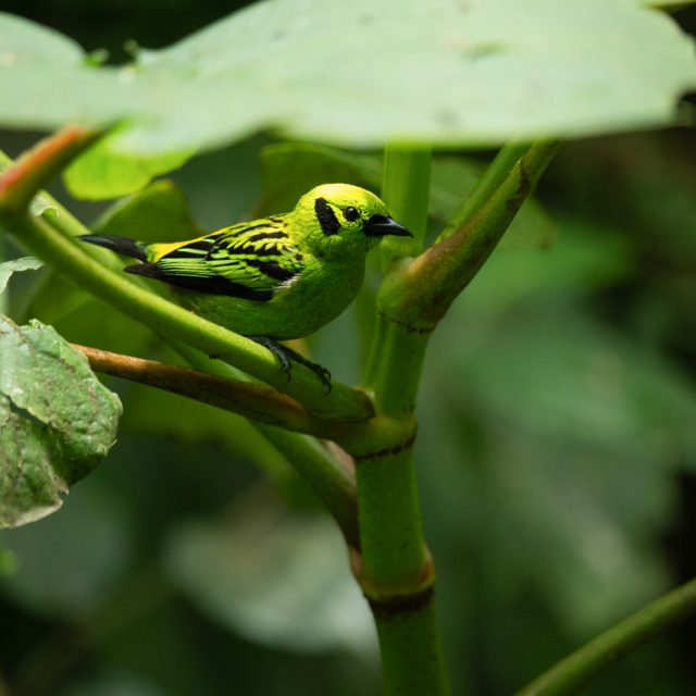 Emerald Tanager